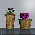 Potted Bonsai Plants in Wicker Baskets with Green Leaves and Purple Flowers on Indoor Tabletop
