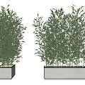 Lush Green Bamboo Plants in White Square Planters for Indoor Decoration