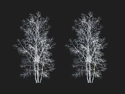 Two Leafless Trees with Bare Branches Silhouette Against Black Background 3d model