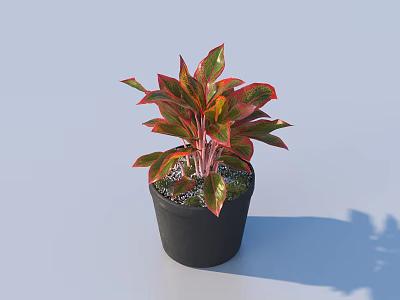 Vibrant Variegated Potted Plant With Red And Green Leaves In Black Pot For Indoor Decoration 3d model