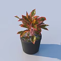 Vibrant Variegated Potted Plant With Red And Green Leaves In Black Pot For Indoor Decoration