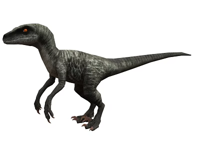 Velociraptor Cretaceous Ancient animals Dinosaurs Ancient creatures 3d model