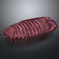 Purple Red Striped Trilobite 3D Model with Spiked Edges and Textured Surface on Gray Background
