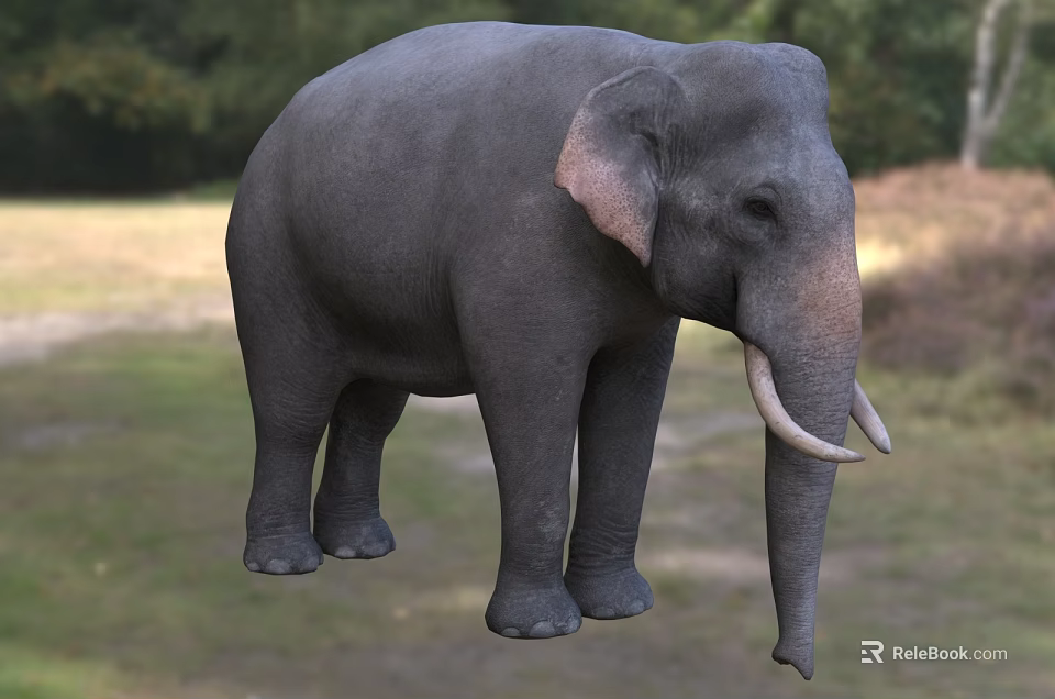 Gray Elephant Standing On Green Grassland With Long Tusks And Ears 3d model 