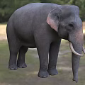Gray Elephant Standing On Green Grassland With Long Tusks And Ears