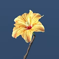 Yellow and Orange Hibiscus Flower with Red Center on Brown Stem Against Deep Blue Background
