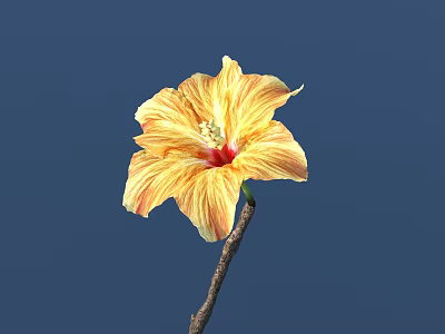Yellow and Orange Hibiscus Flower with Red Center on Brown Stem Against Deep Blue Background 3d model