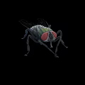 Close Up View Of Green House Fly With Red Eyes On Black Background