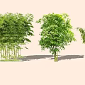 Various Bamboo Plants With Lush Green Foliage And Tall Stems In Garden