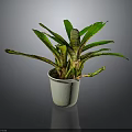 Green Leafy Plant With Striped Stems In White Ceramic Pot On Dark Background