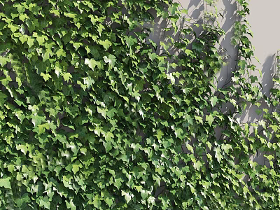 Lush Green Ivy Vines With Dense Foliage Covering Wall For Natural Decorative Scenery 3d model