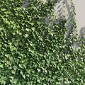 Lush Green Ivy Vines With Dense Foliage Covering Wall For Natural Decorative Scenery