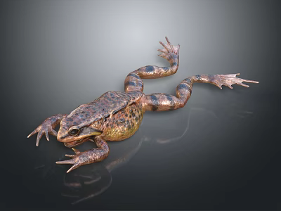 Brown And Black Spotted Frog With Stretched Limbs On Dark Background Surface 3d model