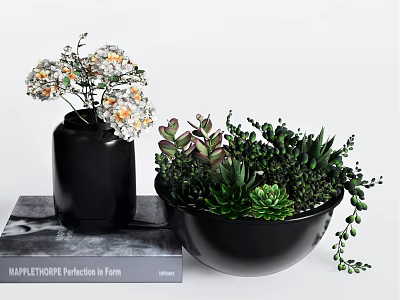 Bonsai Succulent Potted Plant in Black Bowl with Mixed Varieties and Decorative Book 3d model