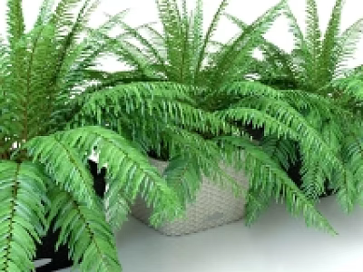 Lush Green Indoor Potted Fern Plants with Wicker Baskets and Black Pots 3d model