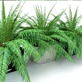 Lush Green Indoor Potted Fern Plants with Wicker Baskets and Black Pots