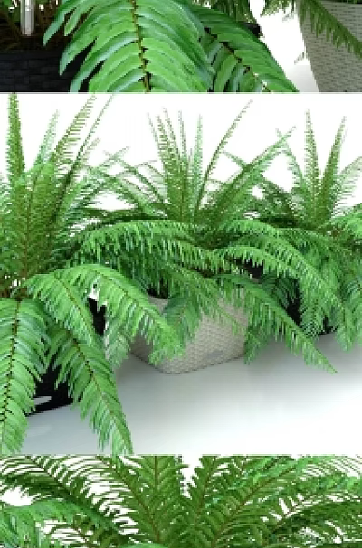 potted plant 3d model potted plant 3d model