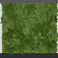 Indoor Living Plant Wall With Lush Green Foliage And Natural Decor