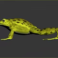 Yellow Frog With Black Spots And White Belly And Feet On Gray Background