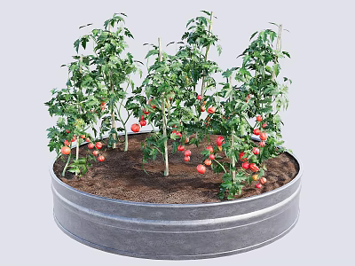 Tomato Plants Growing in Round Metal Container With Green Leaves and Red Fruits 3d model