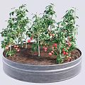 Tomato Plants Growing in Round Metal Container With Green Leaves and Red Fruits