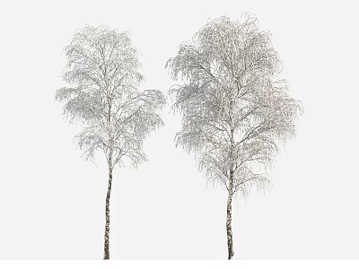 Two Snow Covered Birch Trees with White Trunks and Winter Branches in Cold Season Landscape 3d model