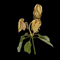 Plant with green leaves and withered light brown flowers against black background
