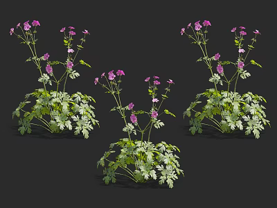 Beautiful Purple Flowers With Green Leaves In Lush Garden 3d model