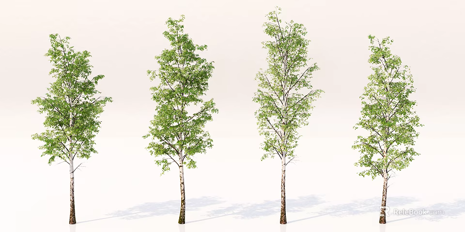 Various Arbor Trees With Green Foliage And White Brown Trunks In Row 3d model