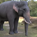 Gray Elephant Standing On Green Grassland With Long Tusks And Ears