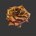 Dried Rose with Orange and Purple Hues on Black Background with Reflection