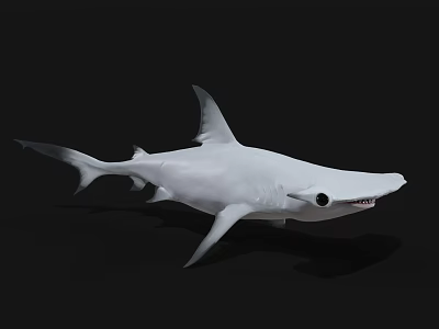 Realistic White Shark Model With Sharp Teeth And Detailed Fins 3d model