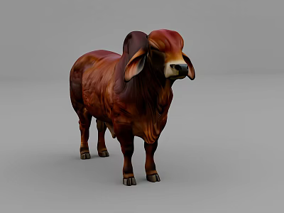 Brown Brahman Cow With Large Ears Hump Standing On Gray Background 3d model