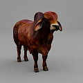 Brown Brahman Cow With Large Ears Hump Standing On Gray Background