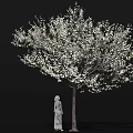 Flowering Arbor Adorned with Abundant White Blossoms and Standing Statue Detailed Close Up