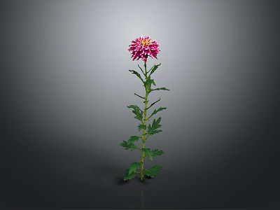 Pink Chrysanthemum Plant With Green Stem And Leaves On Gray Background 3d model