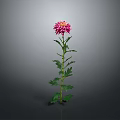 Pink Chrysanthemum Plant With Green Stem And Leaves On Gray Background