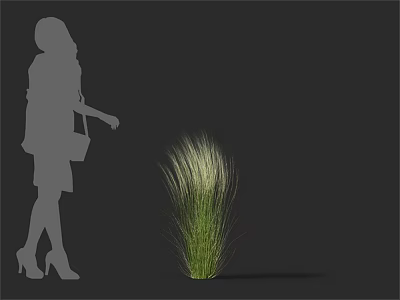 Elegant Tall Slender Leaf Grass With Female Silhouette In Gray Background 3d model