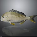 Striped Silver White Fish With Yellow Fins On Dark Background And Reflection