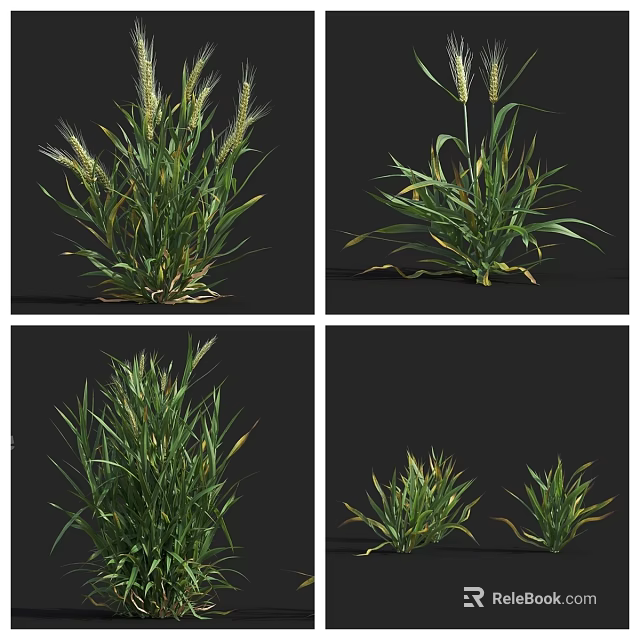 Various Green Grass Plants With Spikelets And Different Growth Stages 3d model 