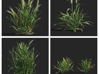Various Green Grass Plants With Spikelets And Different Growth Stages 3d model