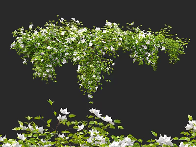 Lush Vine Adorned With White Flowers And Green Foliage 3d model