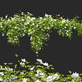 Lush Vine Adorned With White Flowers And Green Foliage