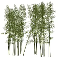 Tall Bamboo Plants With Slender Stems And Lush Green Leaves In Natural Scene