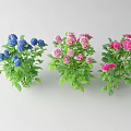 Three Beautiful Vibrant Blue Pink Red Flower Bouquets With Fresh Green Leaves
