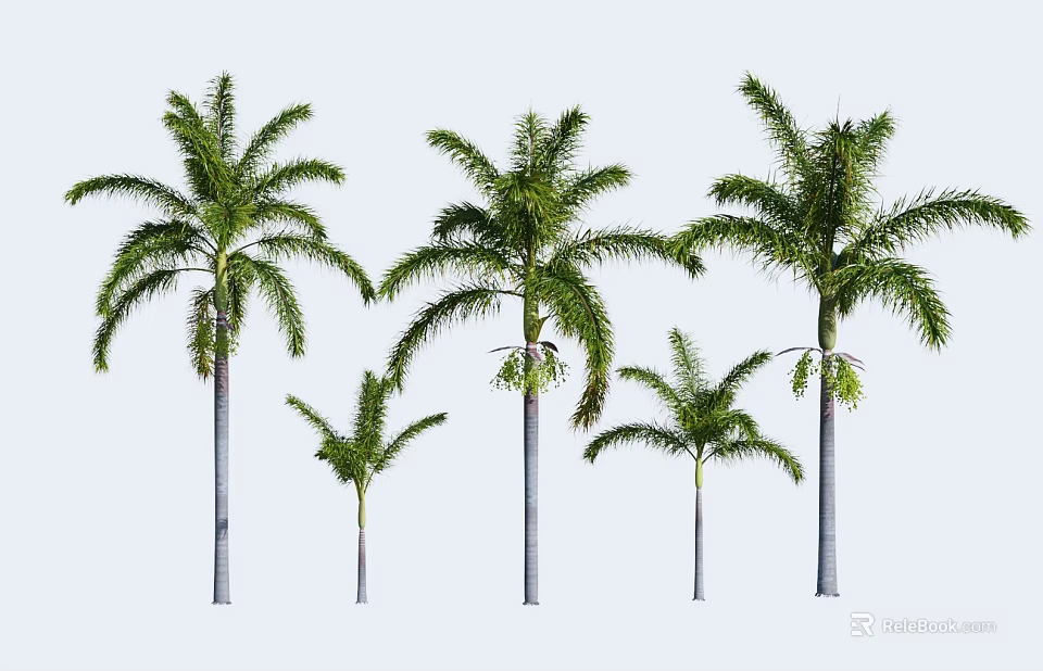 Palm Trees With Various Sizes Gray Trunks And Green Fronds 3d model 