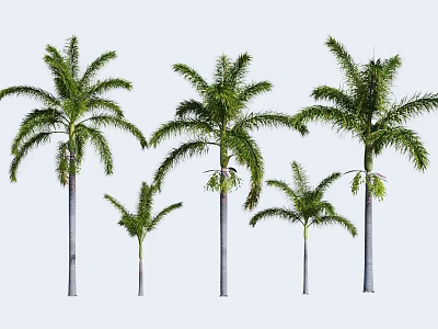 Palm Trees With Various Sizes Gray Trunks And Green Fronds 3d model