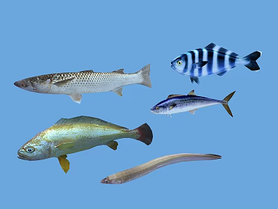 Various Aquatic Fish Species With Spotted Striped Yellow Silver And Elongated Bodies 3d model