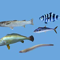 Various Aquatic Fish Species With Spotted Striped Yellow Silver And Elongated Bodies