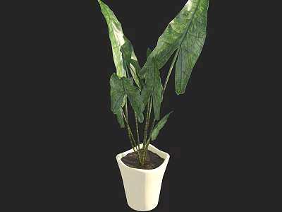 Green Leafy Plant in White Pot with Long Stems and Foliage Against Black Background 3d model